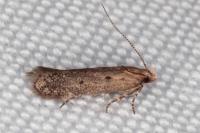 Stomopteryx remissella