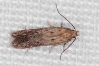 Stomopteryx remissella