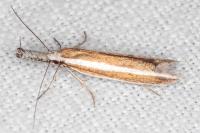 Pleurota aristella
