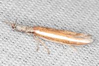 Pleurota aristella