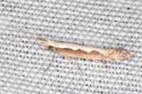 Plutella xylostella