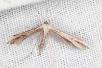 Emmelina monodactyla