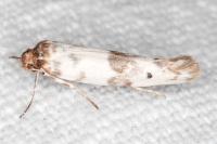 Enolmis