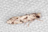 Nemapogon agenjoi