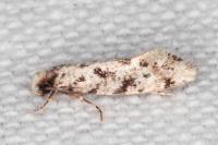 Nemapogon agenjoi