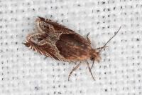 Ancylis comptana
