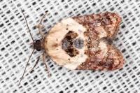 Acleris variegana