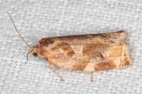 Archips xylosteana