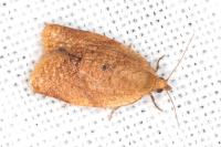 Clepsis consimilana