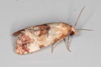 Neocochylis millierana