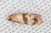 Phalonidia contractana