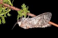 Cossus cossus