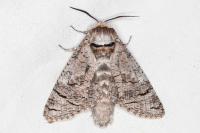 Cossus cossus