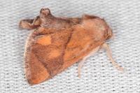 Apoda limacodes
