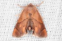 Apoda limacodes