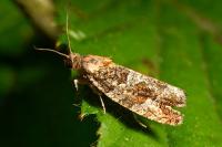 Eudemis profundana