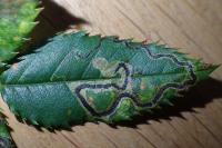 Stigmella anomalella