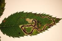 Stigmella anomalella