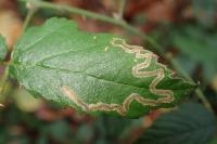Stigmella aurella