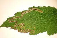 Stigmella aurella