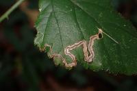 Stigmella splendidissimella