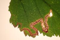 Stigmella splendidissimella