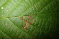 Stigmella microtheriella