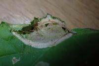 Parornix devoniella