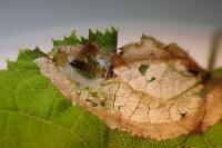 Parornix devoniella