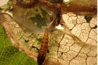 Parornix devoniella