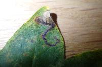 Stigmella aceris
