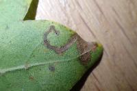 Stigmella aceris