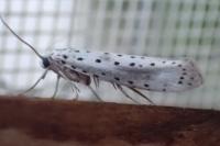 Yponomeuta irrorella