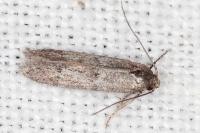Blastobasis phycidella