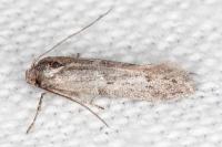 Blastobasis phycidella