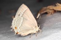 Phyllonorycter