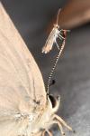 Phyllonorycter
