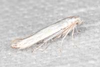 Coleophora ibipennella