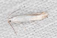 Coleophora ibipennella