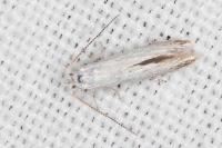 Coleophora ibipennella