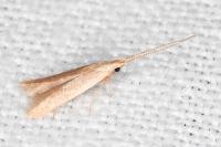 Coleophora
