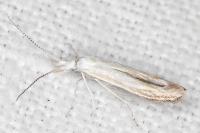 Coleophora zelleriella