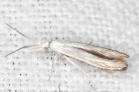 Coleophora zelleriella