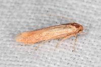 Haplochrois ochraceella