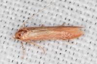 Haplochrois ochraceella