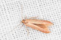 Haplochrois ochraceella