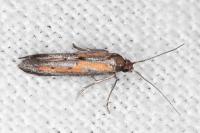 Ochromolopis ictella