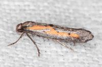 Ochromolopis ictella