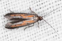 Ochromolopis ictella
