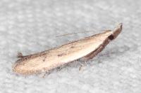Mesophleps corsicella
